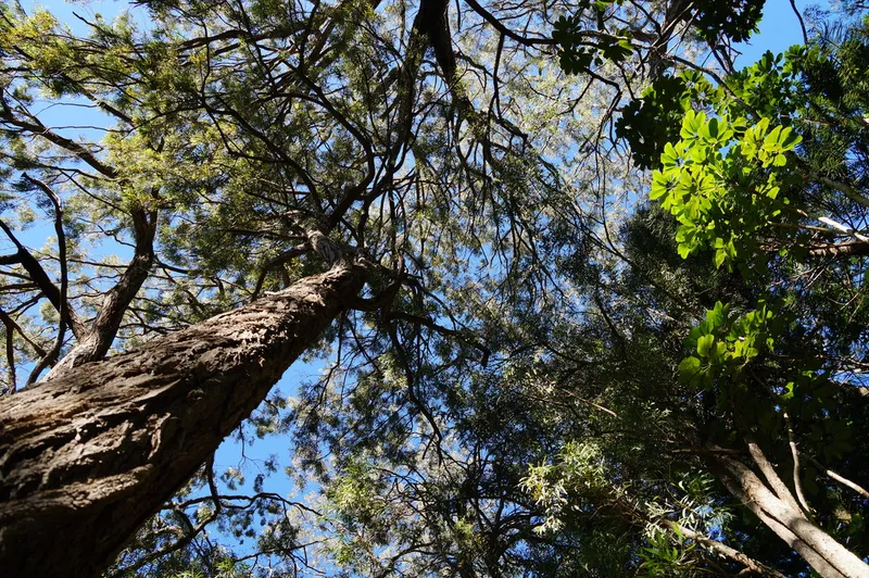 Hiking @ Na Al Hele: Maunalaha Trail